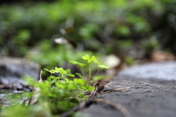 小小草