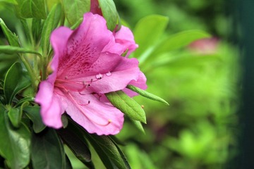 花·水珠