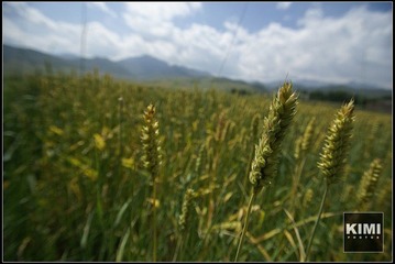 麦田