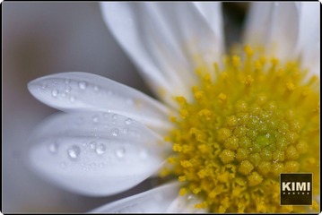 雏菊