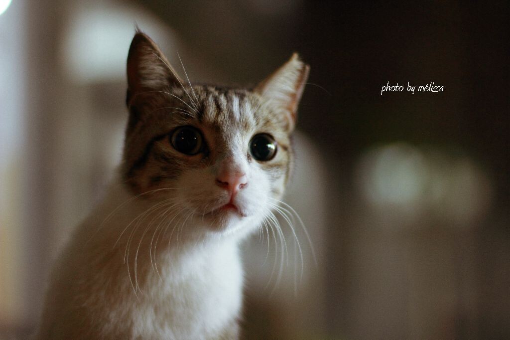 第一次用canon 50f1.4试拍NTUT的猫咪。小家伙好淘气~