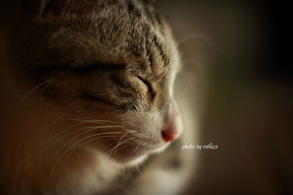 第一次用canon 50f1.4试拍NTUT的猫咪。小家伙好淘气~