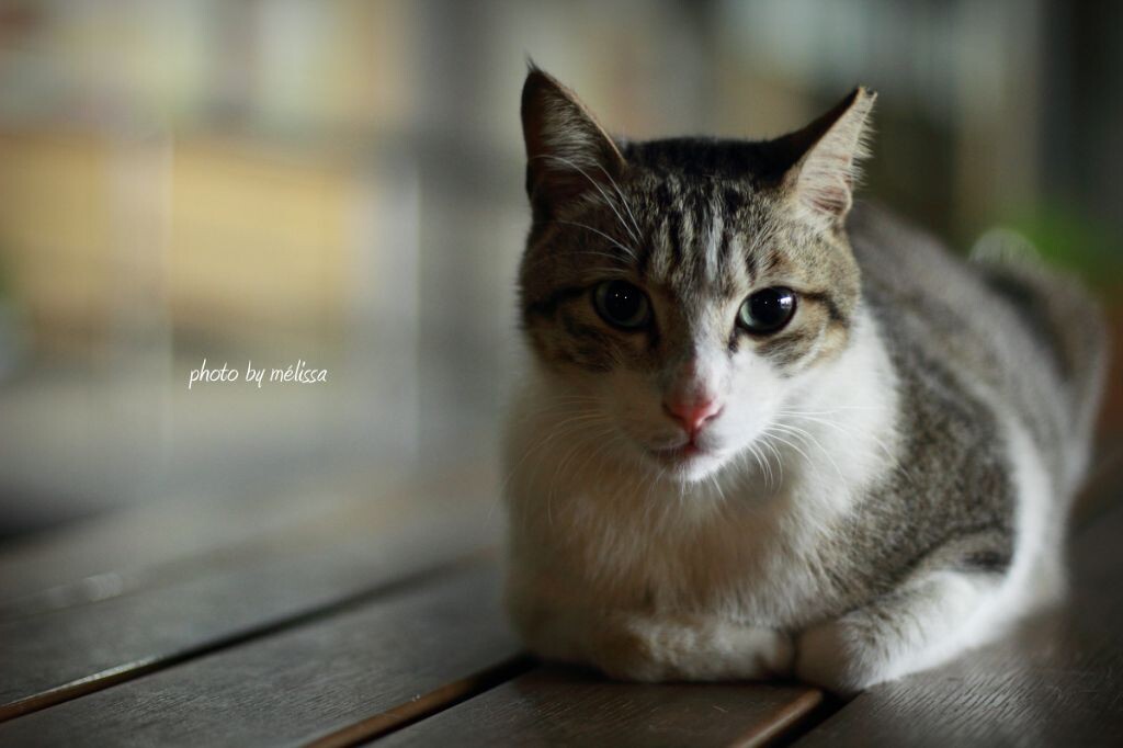 第一次用canon 50f1.4试拍NTUT的猫咪。小家伙好淘气~