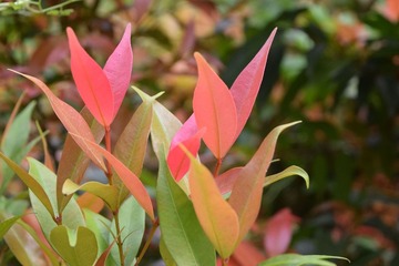 DSC_0107_