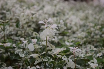 DSC_0075_