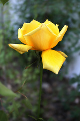 https://cdn6-banquan.ituchong.com/weili/l/185734589473627897.jpg