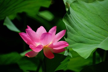 DSC06269aa