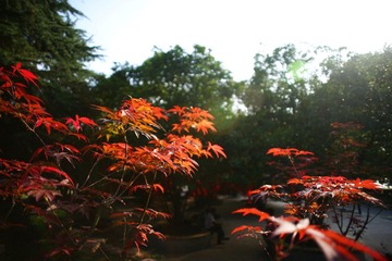 DSC00539aa.JPG
