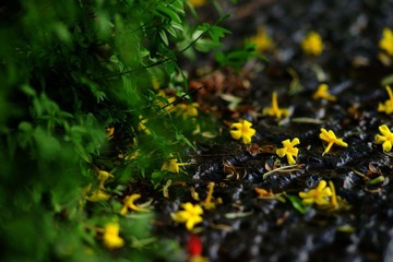 DSC07480aa.jpg