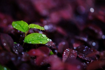 DSC07493aa.jpg