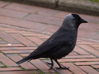 189502787620700894