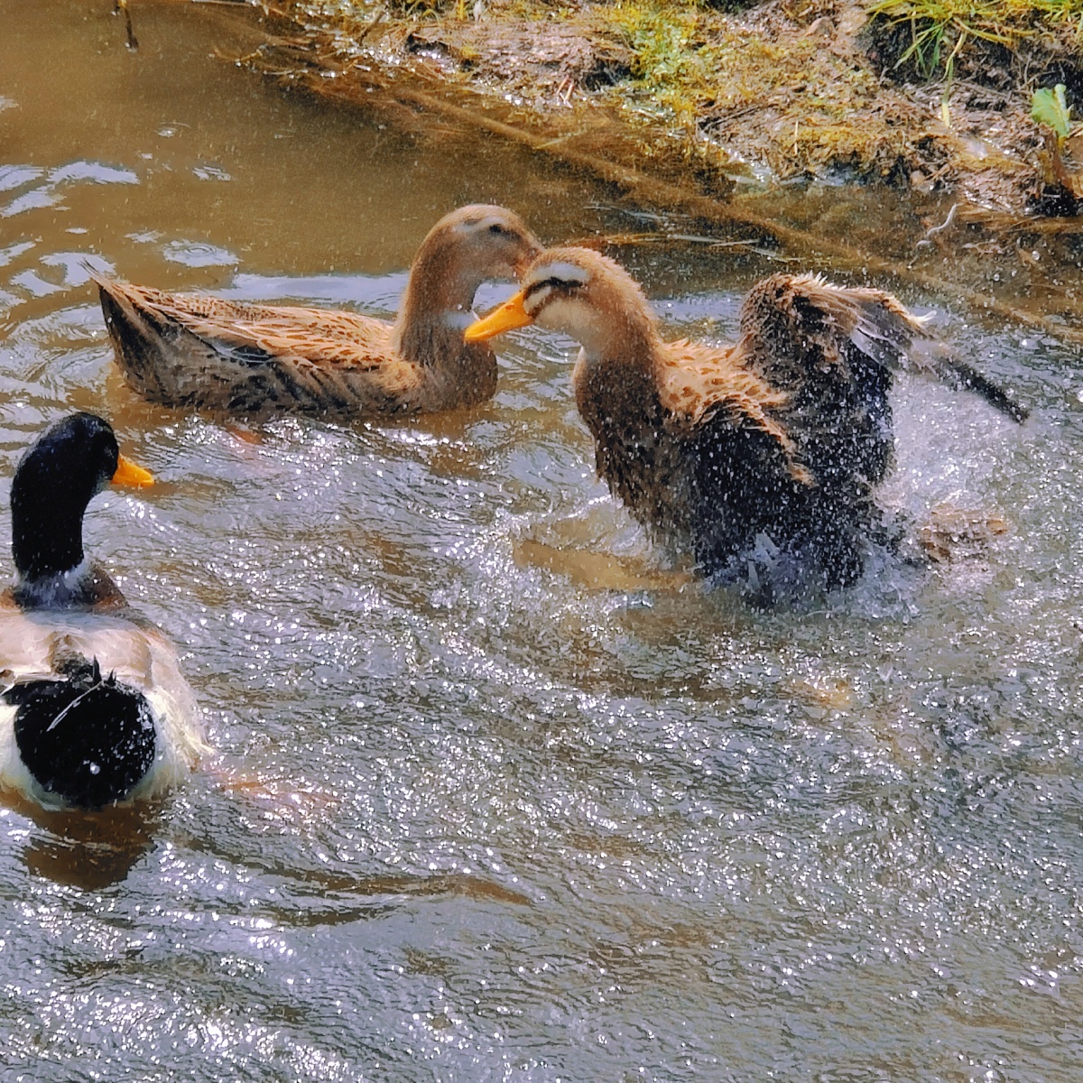 看鸭子洗澡哈哈哈