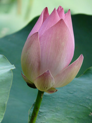https://cdn6-banquan.ituchong.com/weili/l/189537722884686472.jpg