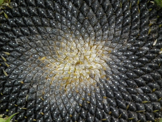 189509144172298863