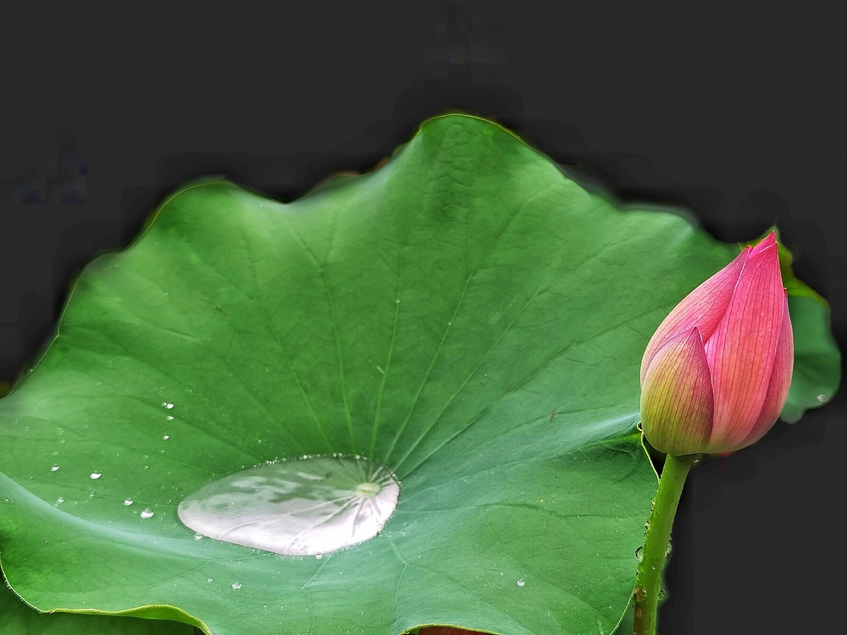 小荷才露尖尖角四川成都