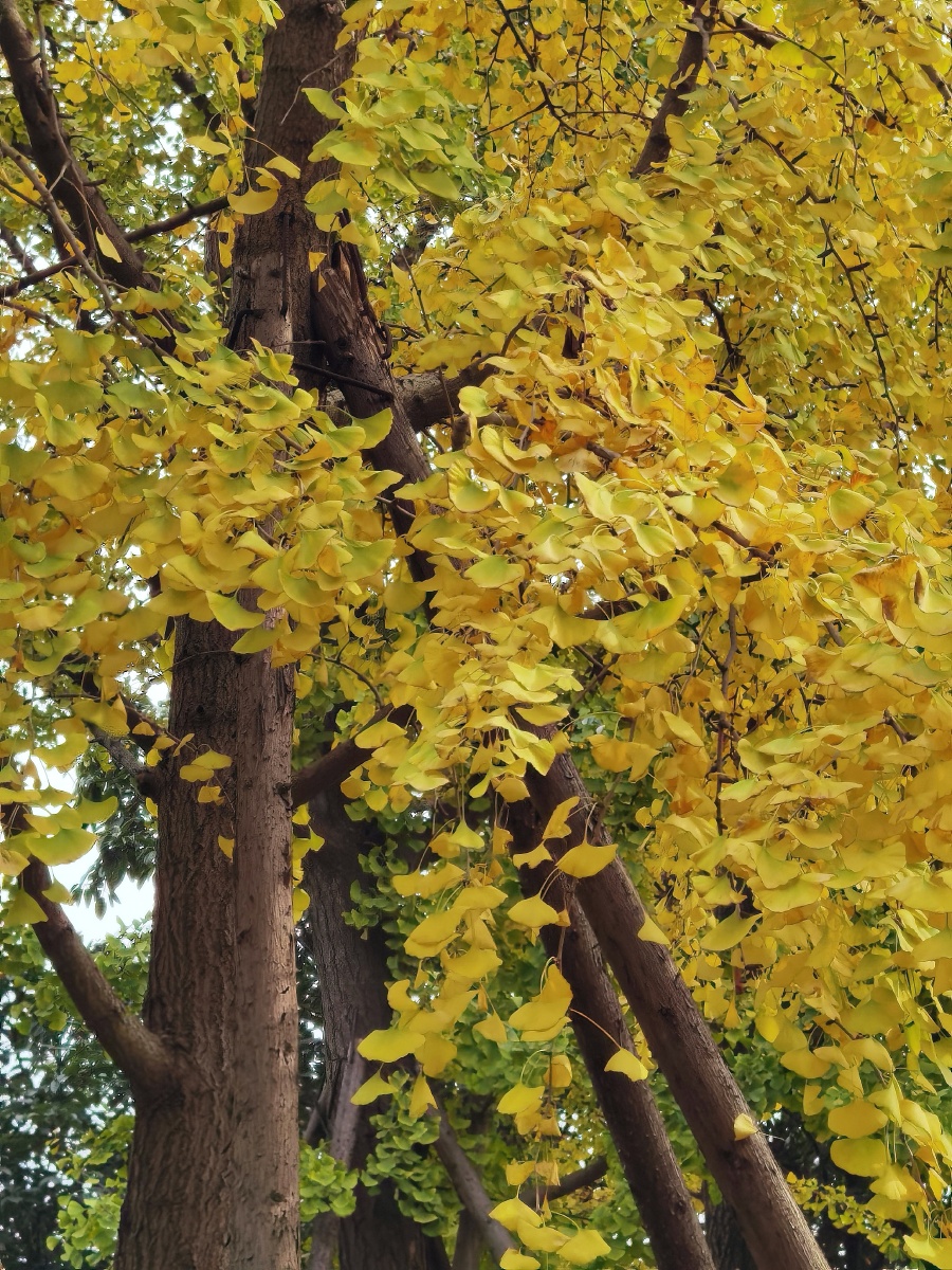 满树尽是黄金叶四川成都