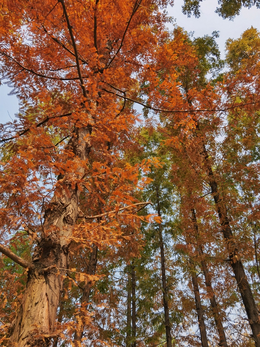 杉树叶红了四川成都