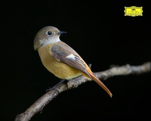 DD8V0978