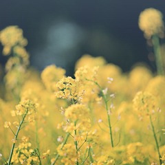 油菜花