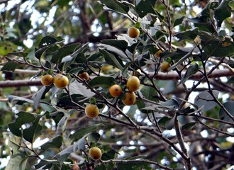 200911535018868794