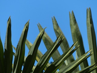 200707326503813135