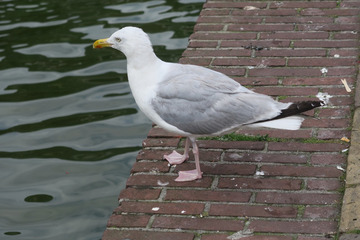 199997093531877383