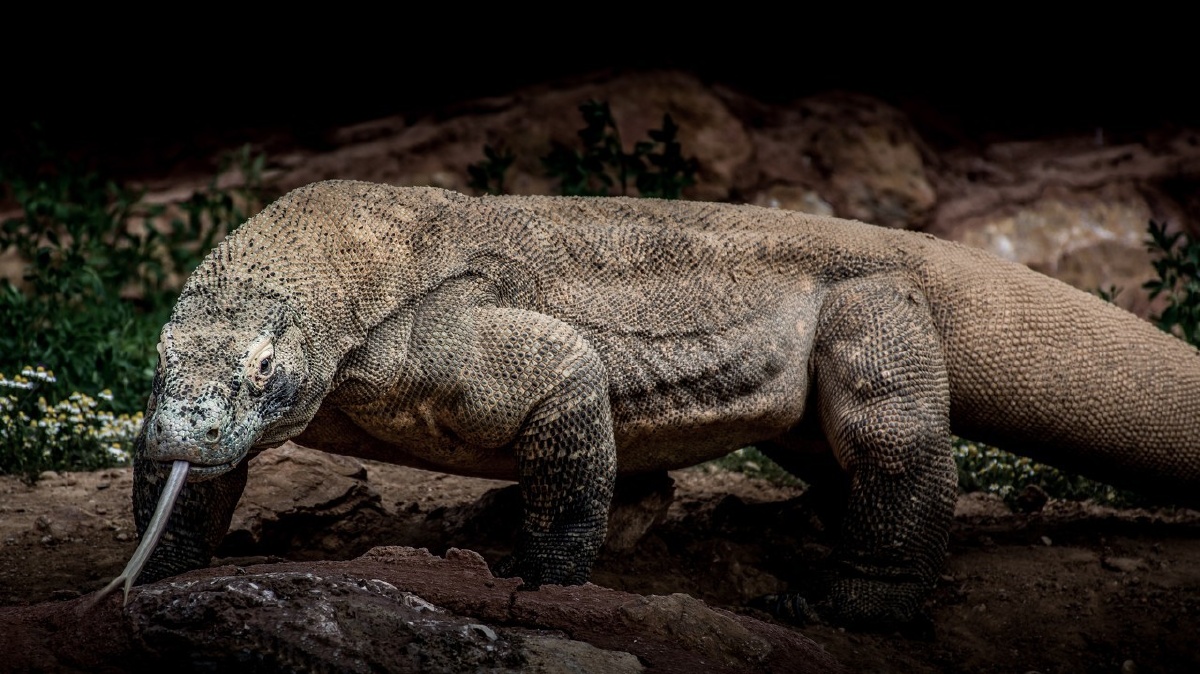 黑白条纹cigarette关注