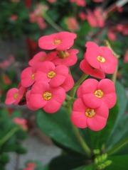 200912376832458758