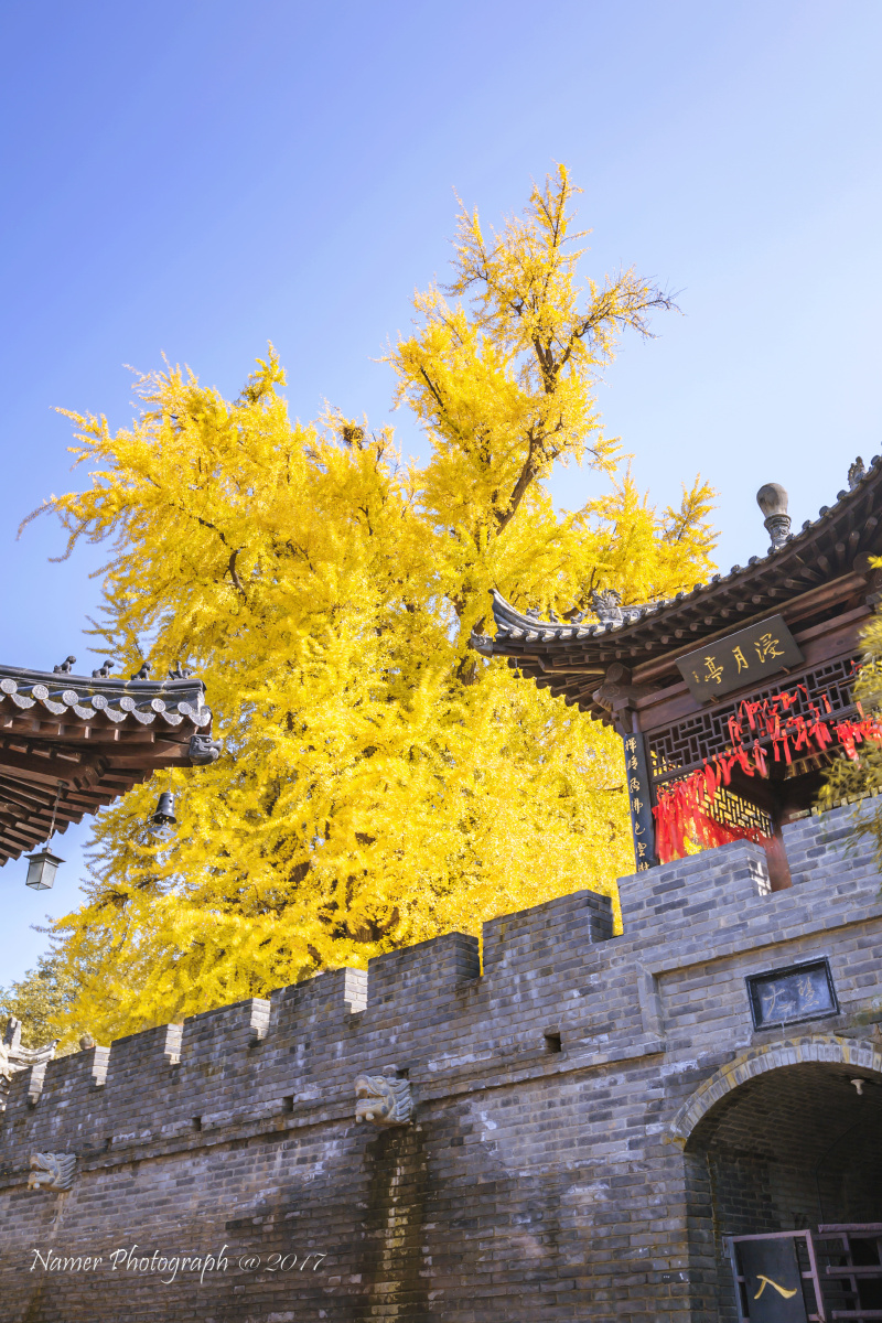 古观音禅寺银杏树