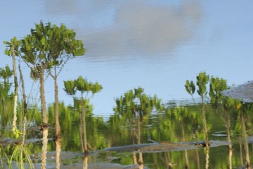 DS_DSC0642(UpsideDown)_.JPG