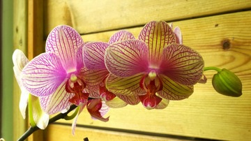 IMG_8310-2 