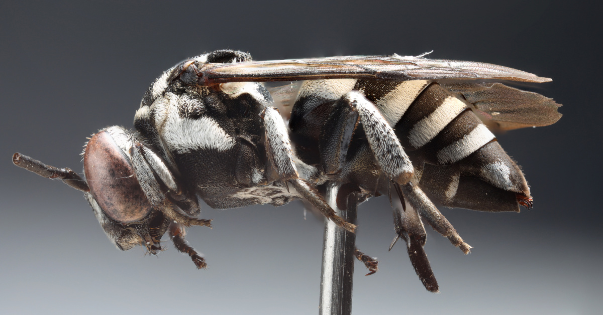 蜜蜂标本昆虫微距