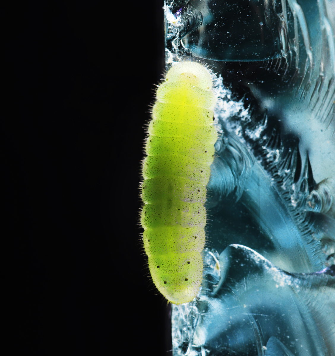 毛毛虫肉虫蝴蝶幼虫