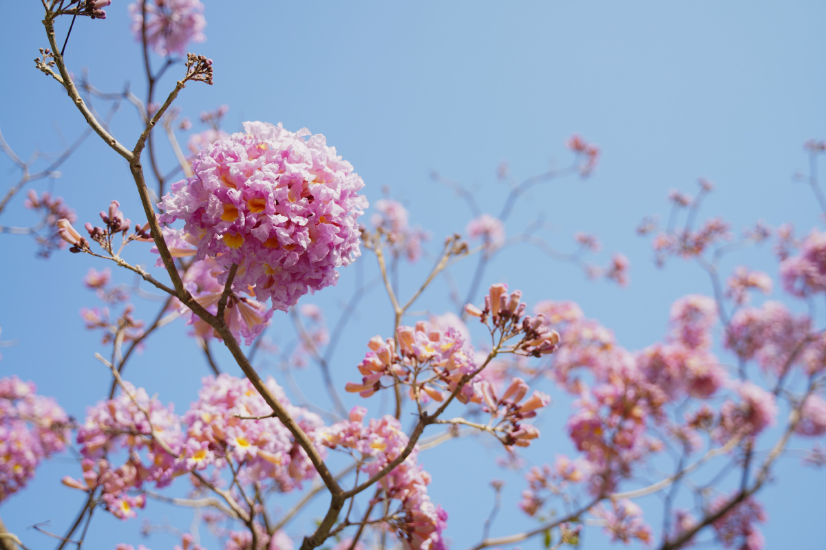 粉花风铃木,粉花风铃, 粉花, 花,树木,树,花卉,植物,鲜花,摄影,生物