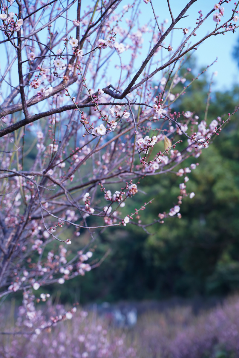 梅花,梅园,梅林,深圳福田梅园,繁花似锦,繁荣,顺光,自然美,公园,城市