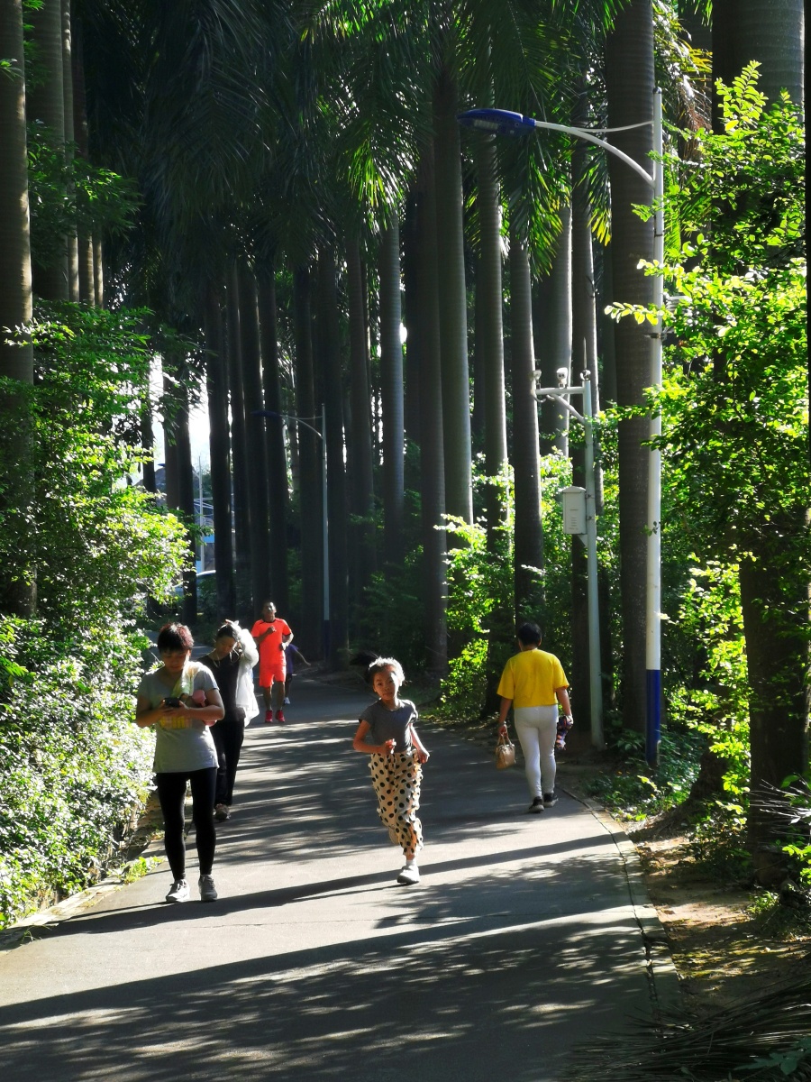 深圳宝安流塘公园,公园,清晨,大树,运动,小道,绿道,阳光,树林,行人