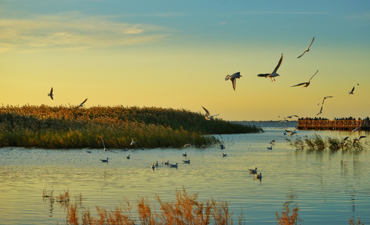 居然海,秋天,芦苇,候鸟,秋季,早晨,天空,湖水,飞翔,秋日.