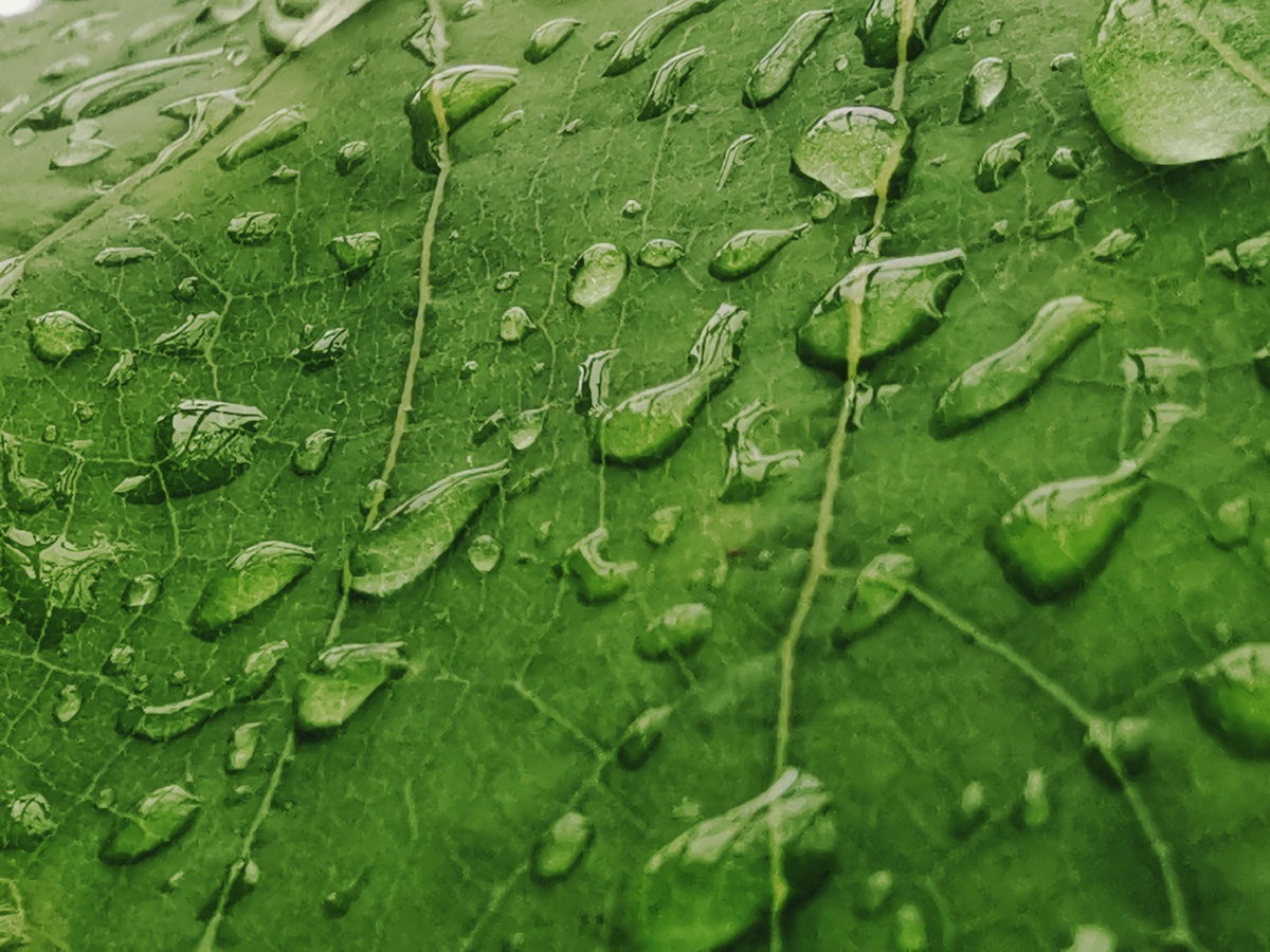 雨珠装饰叶子的梦想.手机摄影