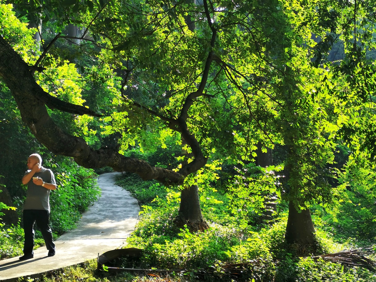 深圳宝安流塘公园,公园,清晨,大树,运动,小道,绿道,阳光,树林,行人.