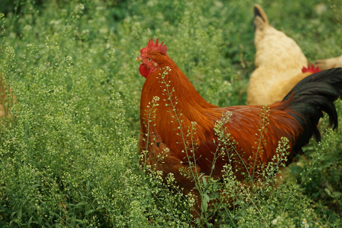 鸡,草地,悠闲自在.