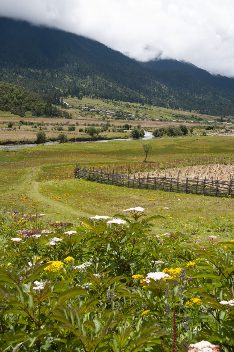 青稞,炊烟,山林,草地,房屋,雨后,空山新雨后,云烟,人家,深山,高原