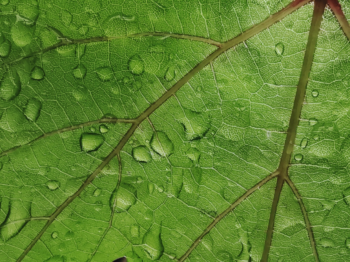 叶子,叶片,雨珠,叶脉,绿色,水珠.