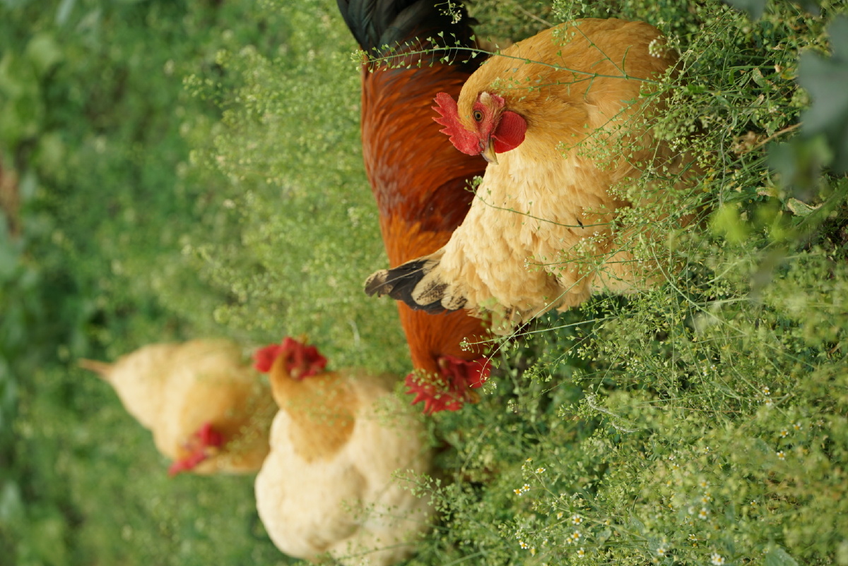 鸡,草地,悠闲自在.