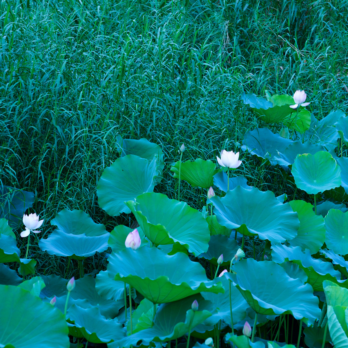 荷花,荷叶,荷,叶,枝,杆,花,青草,荷塘