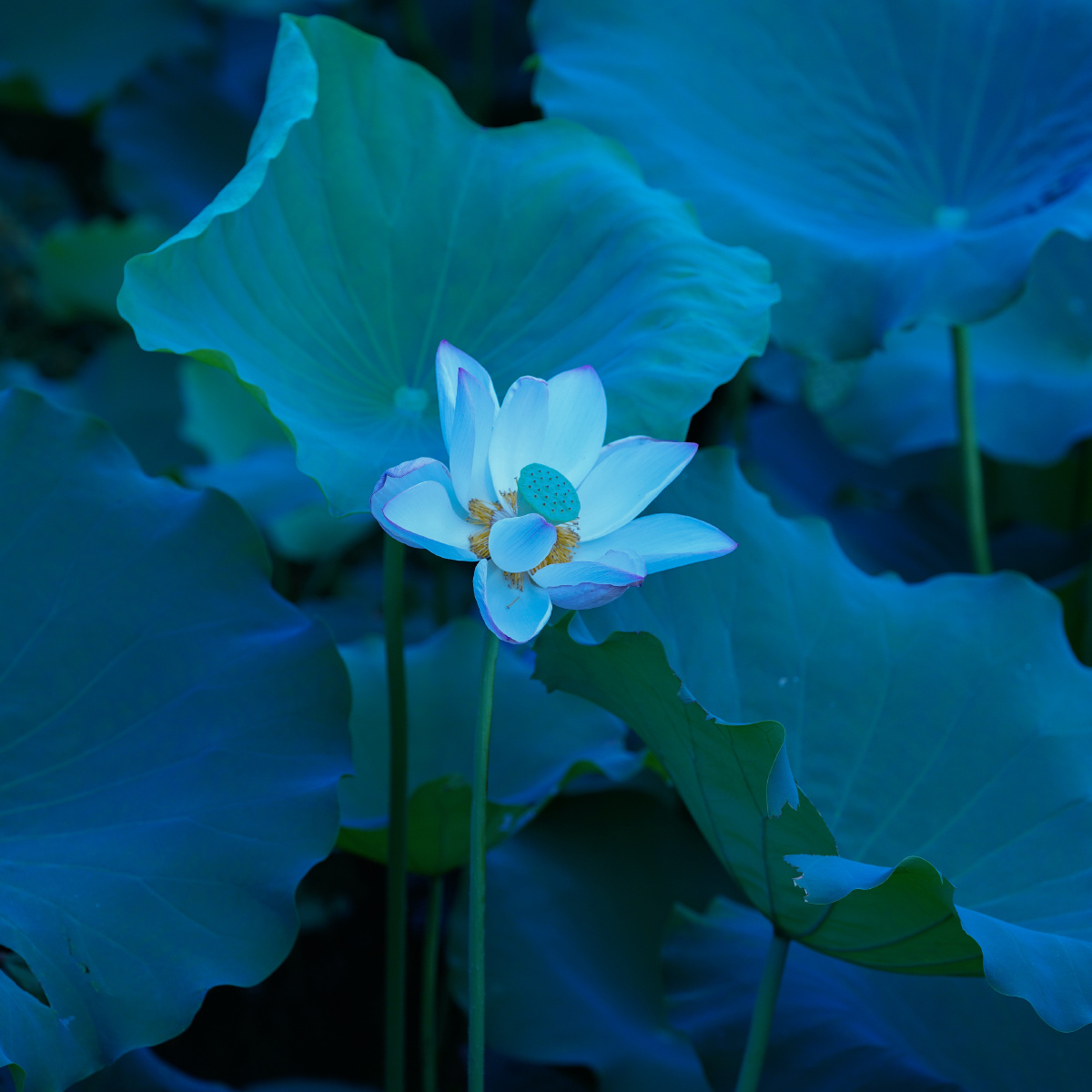 荷花,荷叶,荷,叶,枝,杆,花