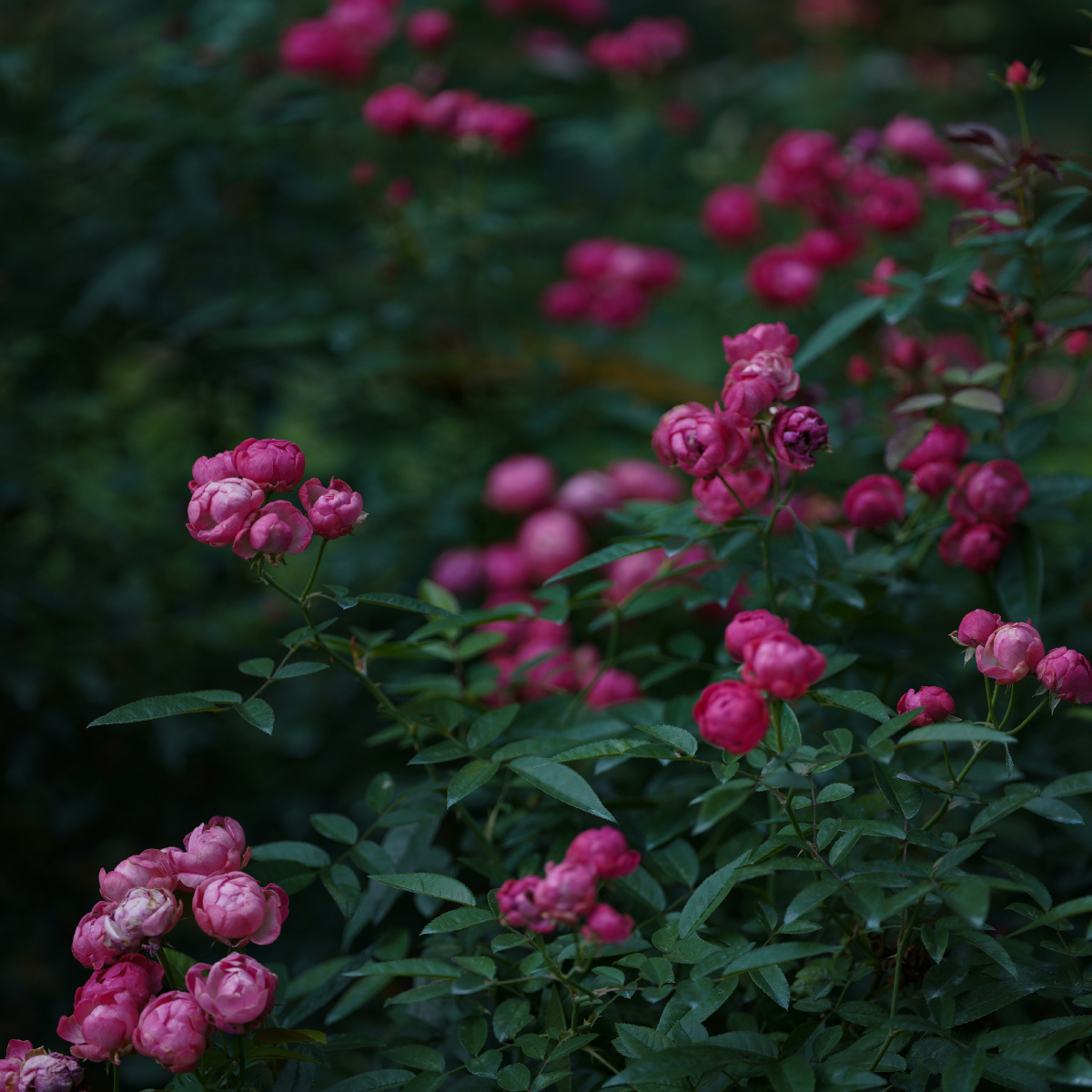 月季,园林,公园,花团,月月红,紫红色,紫色,草本植物,植物,观赏花,深圳