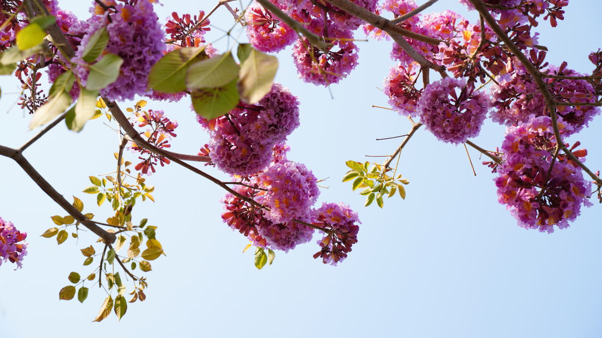 摄影,生物世界,花草,花草集,树木,树叶 ,蓝天,深圳人才公园,公园花树