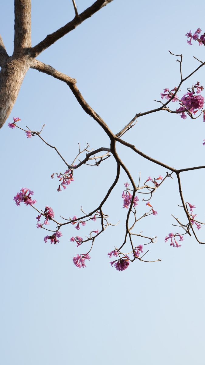 摄影,生物世界,花草,花草集,树木,树叶 ,蓝天,深圳人才公园,公园花树