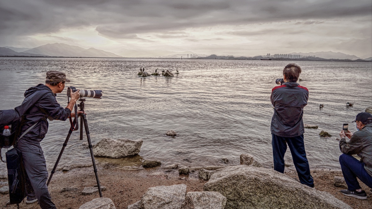 深圳湾,海湾,海滨,摄影人,观鸟区,生态环境,鸟类,拍鸟人,迁徙季,过冬