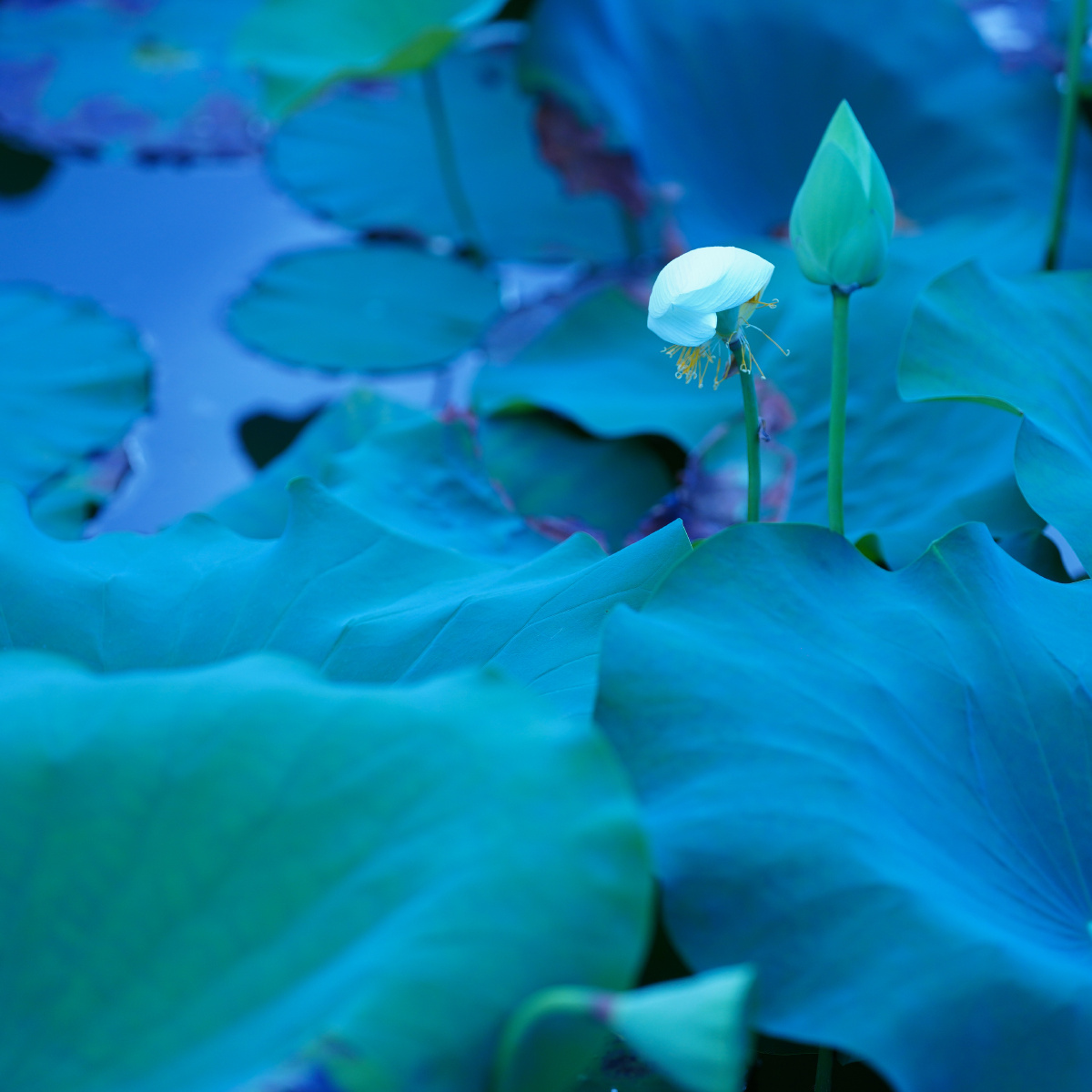 光线,荷叶,荷,叶,枝,杆,花,逆光荷花,荷叶,荷,叶,枝,杆,花藕花深处